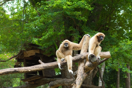 Gibbon familyの写真素材