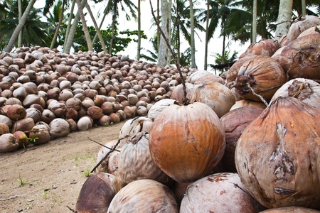 Heap of coconut in the gardenの写真素材