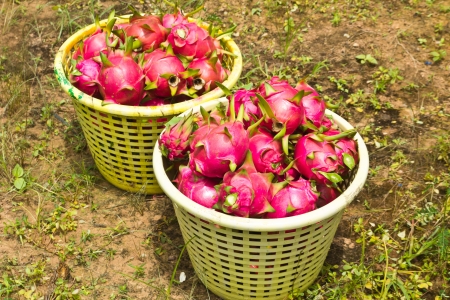 Dragon fruit in the basketの写真素材