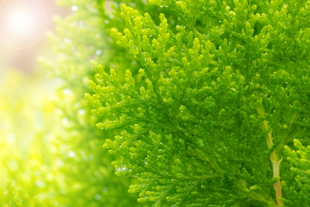 Green plant with lightの写真素材