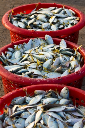 Raw material fish in baskets at the pierの写真素材