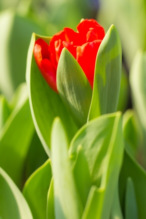 Red Tulipの写真素材