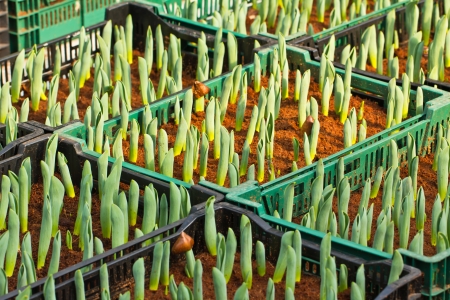 Tulip seedling in nurseryの写真素材