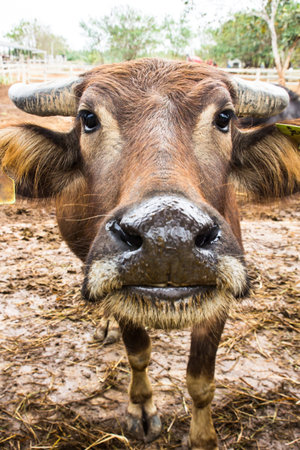 Dairy Buffalo in farm looking at camera