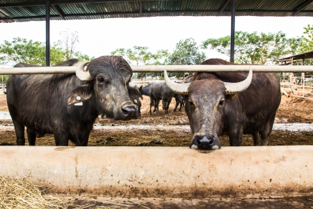 Dairy Buffalo in stablesの写真素材