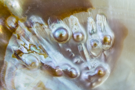 Mother of pearl nucleusの写真素材
