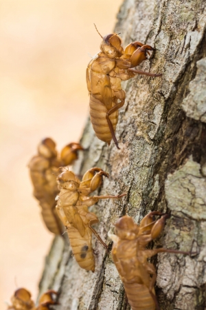 Cicada molt on the treeの写真素材