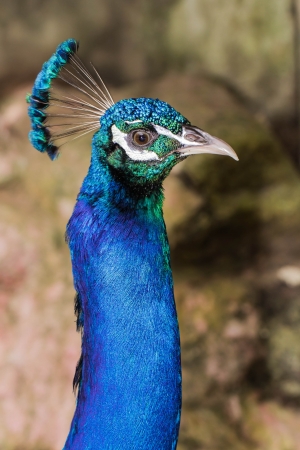 Peacock headの写真素材