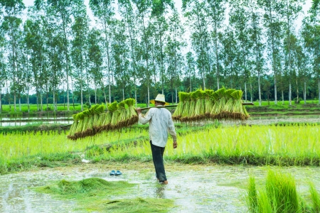 Farmer in paddyの写真素材