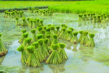 Rice seedling in paddyの写真素材