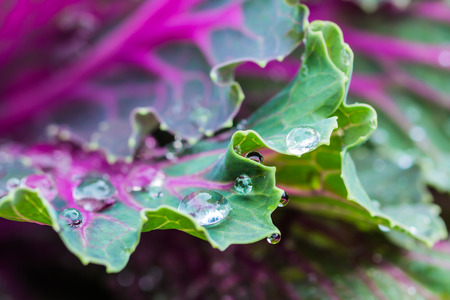 Dew drop on ornamental Cabbageの写真素材
