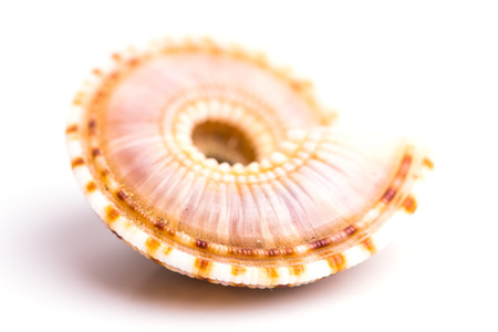 Sea Cockleshell isolated on whiteの写真素材
