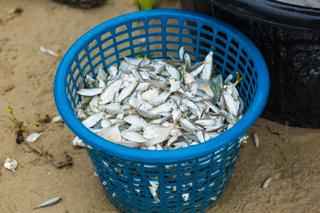 Small fish in a basketの写真素材