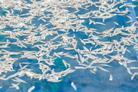 Small fish drying on blue net