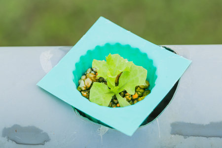 Seedling vegetables in Hydroponic plantation