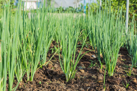 Onions in plantation is freshの写真素材