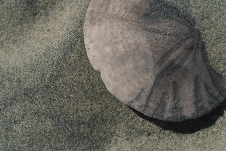 Close up of a sand dollar partially covered by beach sand