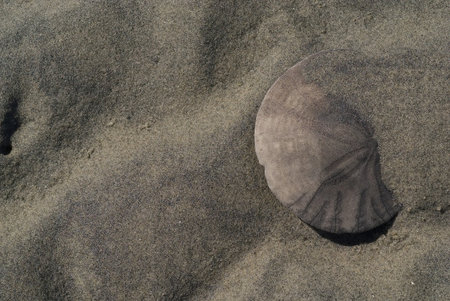 Close up of a sand dollar partially covered by beach sand