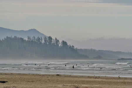 A crowd of Surfers in the Waves in Tofino in British Columbia in Canadaの写真素材