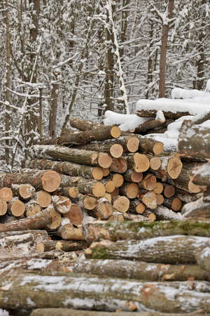Freshly Harvested Timber from a Logging Operation Piled by the Forest in Winterの写真素材