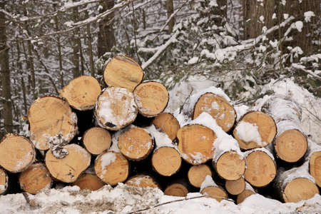 End View of Freshly Harvested Cut Timber Logs in a pile by a Forestの写真素材