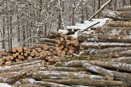 Freshly Harvested Timber from a Logging Operation Piled by the Forest in Winterの写真素材