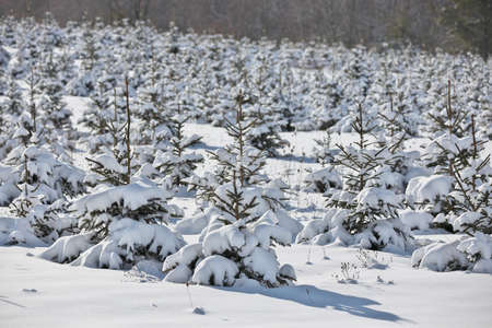 A field full of planted baby evergreen trees covered in snowの写真素材