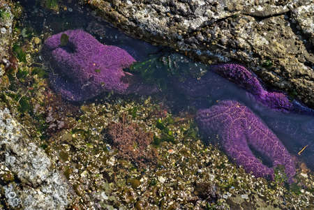 Purple Starfish or Sea Stars in a Tide Pool on Vancouver Islandの写真素材
