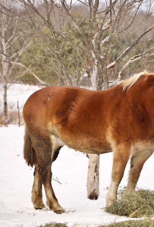 Close up of a Horse with Mud Fever on its back legs and Rain scald on its backの写真素材