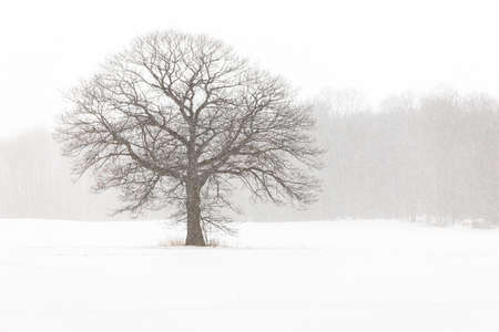 Lone Tree in a Farm Field in a Winter Snow Stormの写真素材