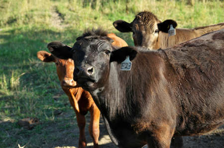 Close up of Herd of multi colored beef cattle in green countryside pastureの写真素材