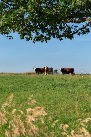 Group of multi colored beef cattle in green countryside pasture contained by electric fenceの写真素材