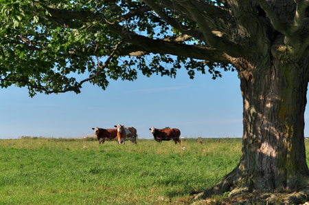Group of multi colored beef cattle in idyllic green countryside pasture contained by electric fenceの写真素材