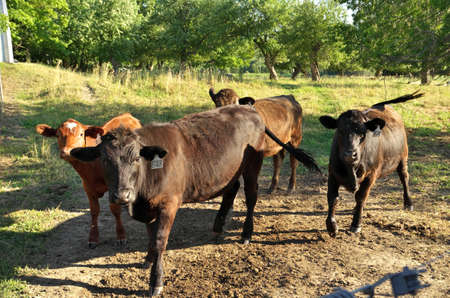 Herd of multi colored beef cattle in green countryside pasture contained by electric fenceの写真素材