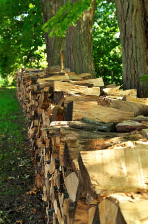 Chopped Split Firewood Piled and Stacked Beneath Maple Trees in the Summer Timeの写真素材