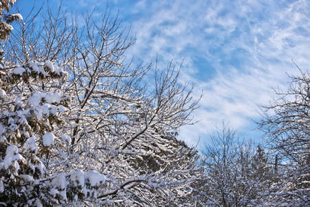Beautiful Winter Forest With Snowfall on Branches and Dramatic Blue Skyの写真素材