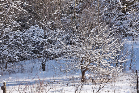 Fresh Snow Coves Apple Tree Branches in this Rural Winter Wonderland Scenicの写真素材