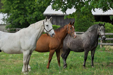 A White Horse, Brown Horse, and Gray Appaloosa Horse Standing Side by Side in a Pastureの写真素材