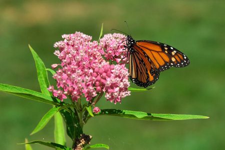 Close up of Monarch Butterfly Spreading its Wings on a Pink Swamp Milkweed Flower