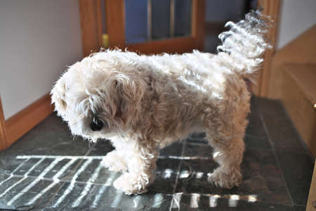 Very Shaggy Dog with Long Fur in Desperate need of a Groom from a Groomerの写真素材