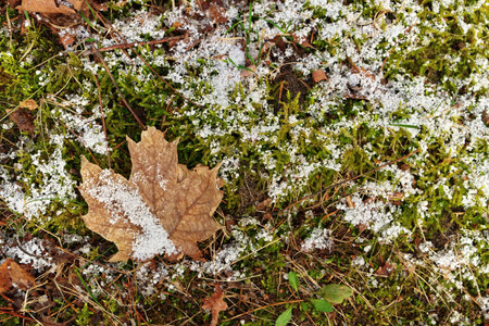 Sphagnum Moss, Grass, and a Brown Maple Leaf Covered in a Dusting of Graupel Snow in Springの写真素材
