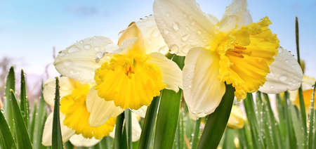 Ice Follies Daffodils Narcissus Resplendent with Fresh Raindrops after a Spring Rainの写真素材