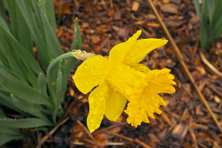 Yellow Daffodil Flower in Garden Covered in Clear Raindrops after a Spring Rainの写真素材