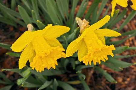 Yellow Daffodil Flowers in Garden Covered in Clear Raindrops after a Spring Rainの写真素材