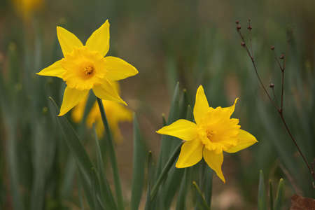 Focus on Two Yellow Trumpet Daffodils in Garden in Spring with Creamy Bokeh Backgroundの写真素材