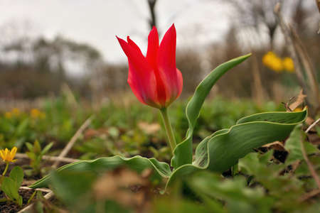 Red Riding Hood Tulip. Red tulips. Spring floral background with tulip flowers.の写真素材