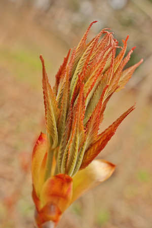 Ohio Buckeye Buds Opening in Spring. Aesculus Glabraの写真素材