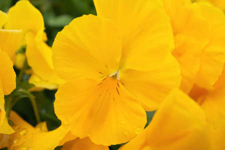 Macro Close up of Yellow Pansies in Garden in Springの写真素材