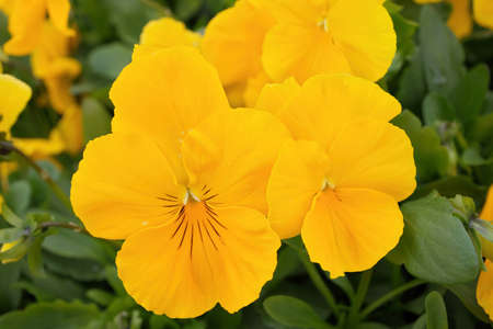 Macro Close up of Yellow Pansies in Garden in Springの写真素材
