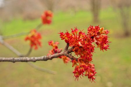 Female Red Maple Tree Flowers Blossoms Blooming in Spring Acer Rubrum